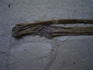 Flugsaurier Flügel Rhamphorhynchus