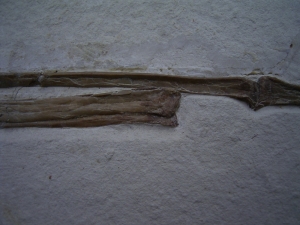 Flugsaurier Flügel Rhamphorhynchus