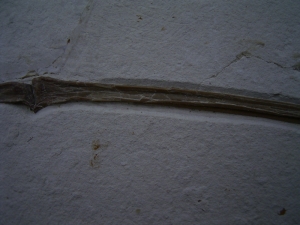 Flugsaurier Flügel Rhamphorhynchus