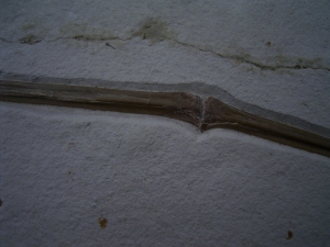 Flugsaurier Flügel Rhamphorhynchus