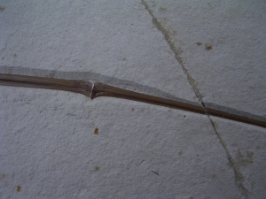 Flugsaurier Flügel Rhamphorhynchus