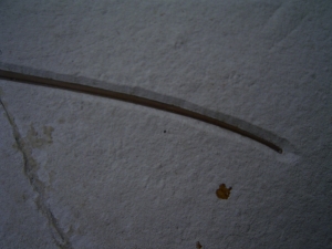 Flugsaurier Flügel Rhamphorhynchus