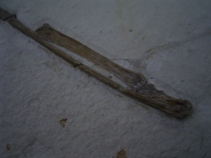 Flugsaurier Flügel Rhamphorhynchus