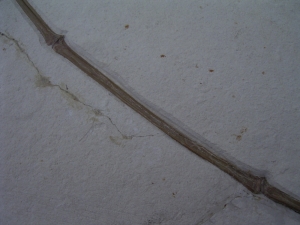 Flugsaurier Flügel Rhamphorhynchus