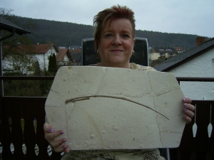 Flugsaurier Flügel Rhamphorhynchus