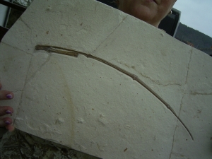 Flugsaurier Flügel Rhamphorhynchus