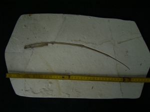 Flugsaurier Flügel Rhamphorhynchus