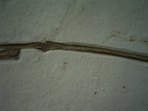 Flugsaurier Flügel Rhamphorhynchus