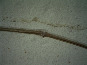 Flugsaurier Flügel Rhamphorhynchus