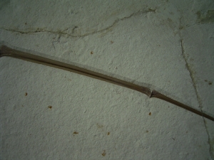 Flugsaurier Flügel Rhamphorhynchus