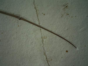 Flugsaurier Flügel Rhamphorhynchus