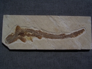A1 Katzen-Hai Scyliorhinus spec.