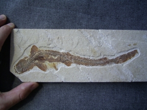 A1 Katzen-Hai Scyliorhinus spec.