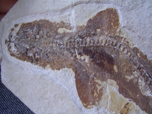 A1 Katzen-Hai Scyliorhinus spec.