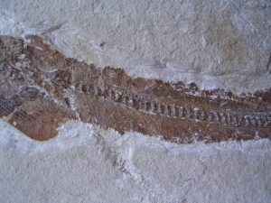 A1 Katzen-Hai Scyliorhinus spec.