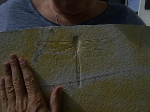 Libelle aus Solnhofen Aeschnogomphus buchi - Traumstück dieser seltenen Gattung