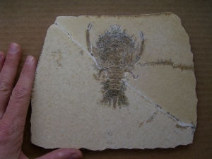 Eryon aus Eichstaett