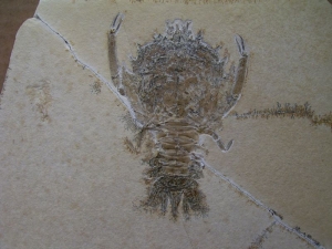 Eryon aus Eichstaett