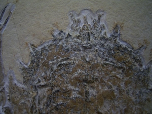 Eryon aus Eichstaett