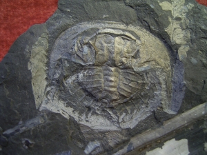 Euproops vom Piesberg # 3