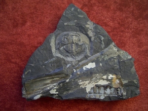 Euproops vom Piesberg # 3