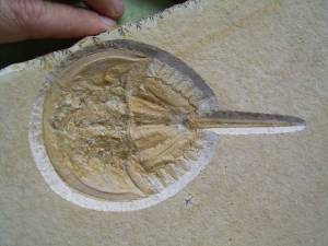 Pfeilschwanzkrebs aus Eichstätt