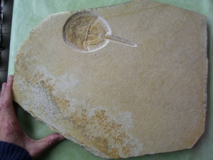 Pfeilschwanzkrebs aus Eichstätt