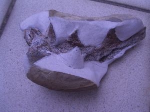 Muschelkalk-Fisch Traumstück!