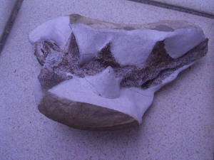 Muschelkalk-Fisch Traumstück!