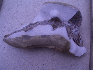 Muschelkalk-Fisch Traumstück!