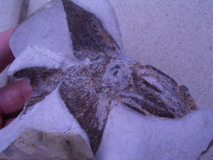 Muschelkalk-Fisch Traumstück!