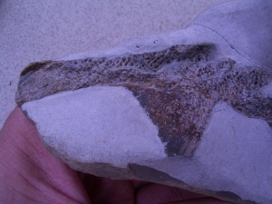 Muschelkalk-Fisch Traumstück!