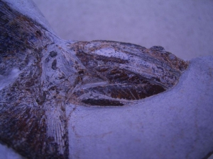 Muschelkalk-Fisch Traumstück!