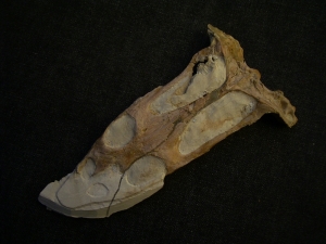 Nothosaurus Schädel aus dem Muschelkalk