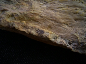 Nothosaur skull triassic age