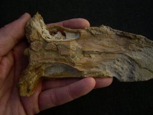 Nothosaur skull triassic age