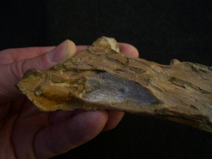 Nothosaur skull triassic age