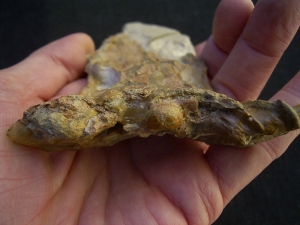 Nothosaur skull triassic age