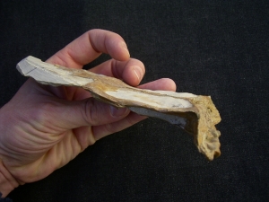 Nothosaur skull triassic age