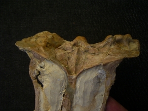 Nothosaur skull triassic age