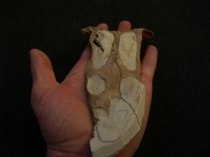 Nothosaur skull triassic age