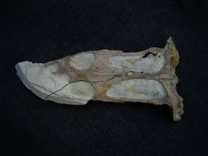 Nothosaur skull triassic age