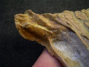 Nothosaur skull triassic age