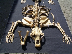 Höhlenbär Skelett