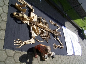 Höhlenbär Skelett