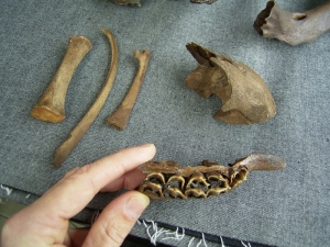 Bison Schädel und Embryo-Knochen