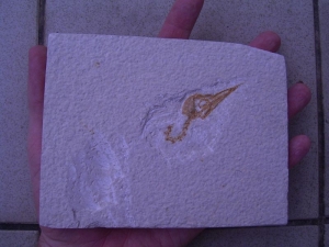 Vodel Schädel aus Wyoming