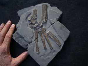 Steneosaurus Fuß Holzmaden