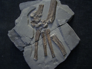 Steneosaurus Fuß Holzmaden