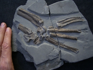 Steneosaurus Fuß Holzmaden
